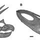 Illustration for article titled Triceratops controversy shakes paleontology to its bones